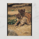 Suche nach tiger baby tiger postkarten Wild