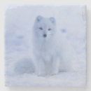 Suche nach arktischer fuchs untersetzer Schnee