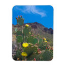 Suche nach birne magnete Kakteen