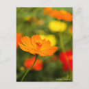 Suche nach kosmos postkarten Blume