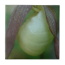 Suche nach orchid fliesen Natur