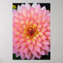 Suche nach rosa dahlien poster Blume