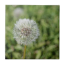 Suche nach samen fliesen Flora