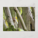 Suche nach eulen wild postkarten Natur
