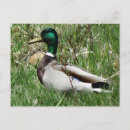Suche nach stockente postkarten Enten