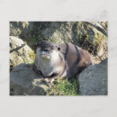 Suche nach otter postkarten Süß
