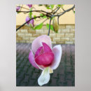 Suche nach magnolien poster Rosa