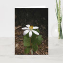 Suche nach licht und dunkelheit postkarten Beileid