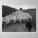 Suche nach schäfer poster Hunde
