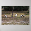 Suche nach störche poster Vögel
