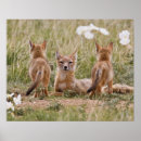 Suche nach grasland poster Säugetier