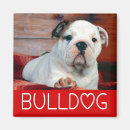 Suche nach englische bulldoggen magnete Welpe