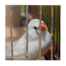 Suche nach lustige vögel fliesen Tier