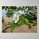 Suche nach birnenbaum Blätter