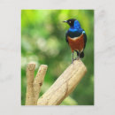 Suche nach starling postkarten Tiere
