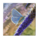 Suche nach lavendel blume fliesen Schmetterling