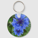 Suche nach blauer cornflower Blume
