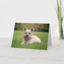 Suche nach cairn terrier karten Niedlich