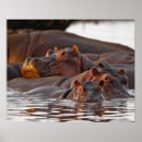 Suche nach flusspferd poster Wildtiere