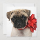 Suche nach mops karten Niedliche tiere