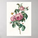 Suche nach vintage botanische poster Malerei