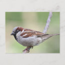 Suche nach spatz postkarten Foto