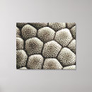 Suche nach bufo poster Frosch