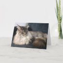 Suche nach maine coon cat karten Münze
