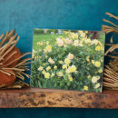 Suche nach rosen fotoplatten Blühen