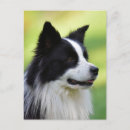 Suche nach hund postkarten Border collie