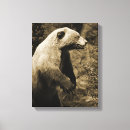 Suche nach braunbär leinwandbilder Natur