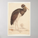 Suche nach stork poster Vogelvogel