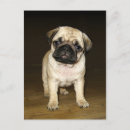 Suche nach pug postkarten Welpe