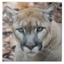 Suche nach puma fliesen Tierwelt