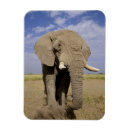 Suche nach kenia magnete Amboseli nationalpark