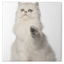 Suche nach persische katze fliesen Katzen