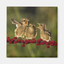 Suche nach vogelbaby wohnen zuhause Babytiere