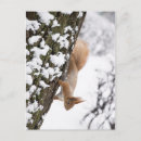 Suche nach squirrel postkarten Animal