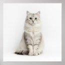 Suche nach katzenkunst poster Haustier