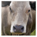 Suche nach cow fliesen Tiere