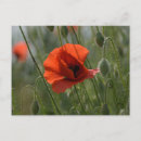 Suche nach rote mohnblume postkarten Wildblumen