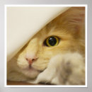 Suche nach gelbe katze poster Katzenposter