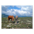 Suche nach blaues pferd poster Druck