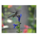 Suche nach blauer saphir poster Blume