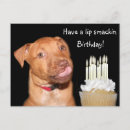 Suche nach pitbull welpen karten Pitbulle