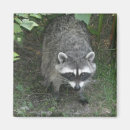 Suche nach raccoon magnete Tier