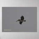 Suche nach pelikan poster California