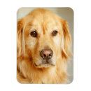 Suche nach goldene retriever magnete Niedlich