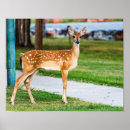 Suche nach fauna poster Niedlich