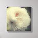 Suche nach weiße rosen leinwandbilder Für sie